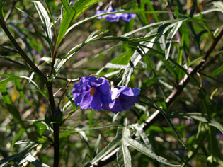 Solanum aviculare