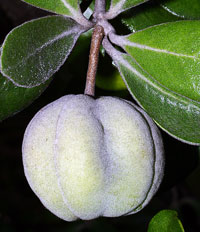 karo_fruit