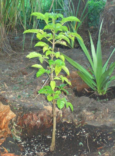 Puriri flower