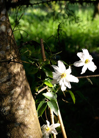 Metrosideros fulgens