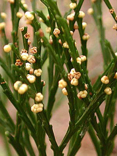 Psilotum-1