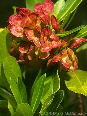 Dodonaea viscosa