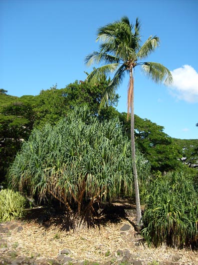 Pandanus