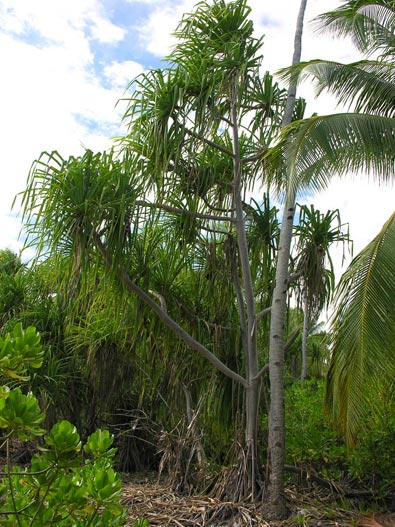 Pandanus K