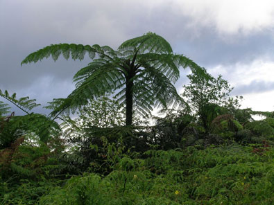 Pohutukawa