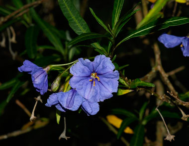 Solanum aviculare