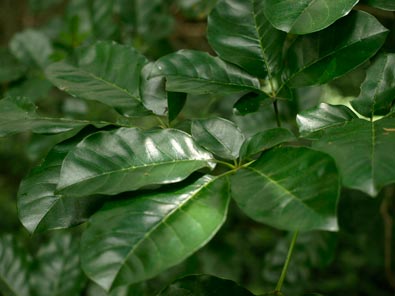 Puriri leaves