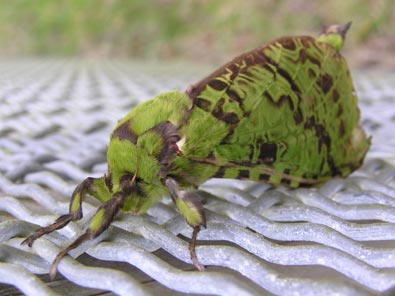 Puriri Moth