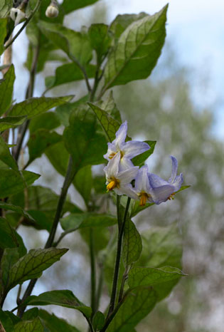 Solanum nigrum