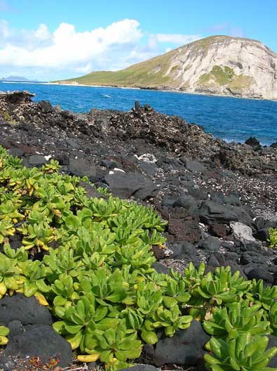 Naupaka-Kaohikaipu