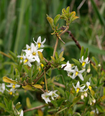 Solanum nodiflorum