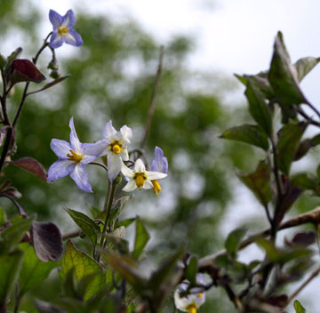 Solanum nigrum