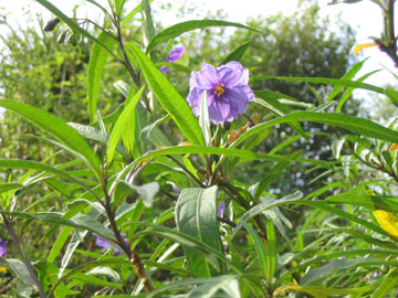 Solanum aviculare