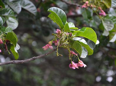 Puriri flower