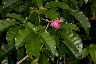 Puriri flower