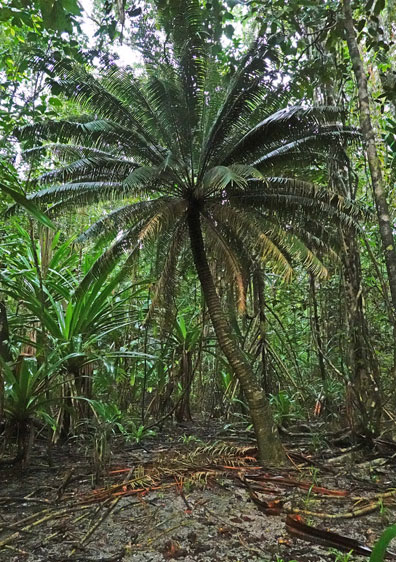 Cycas_bourgainvilleana