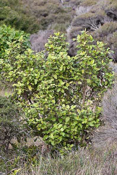 O-paniculata