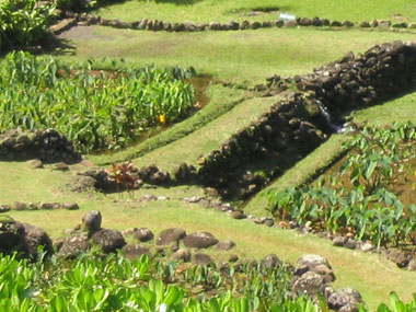 Taro ponds