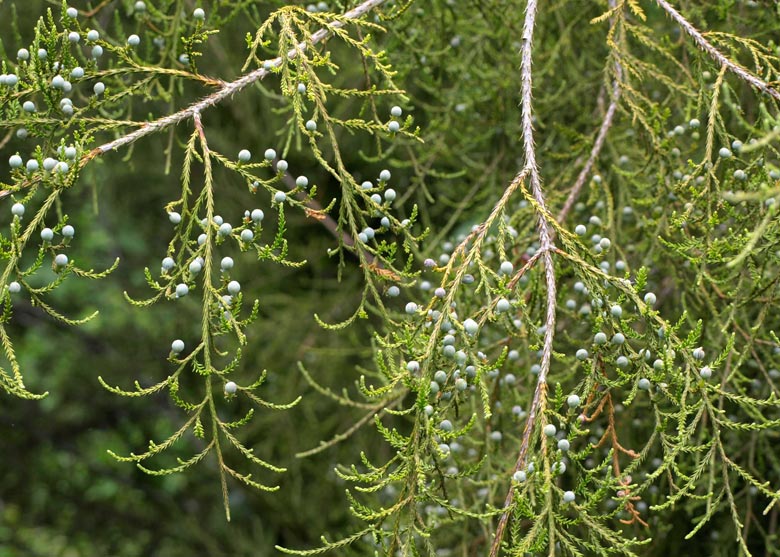 Kahikatea seeds