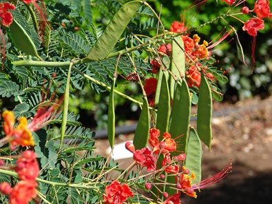 Caesalpinia