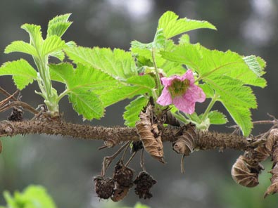 Rubus