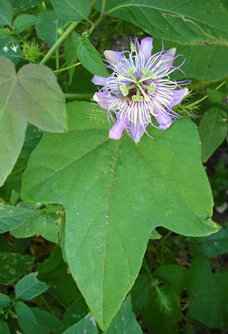 Passiflora-2