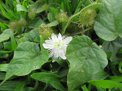 Passiflora