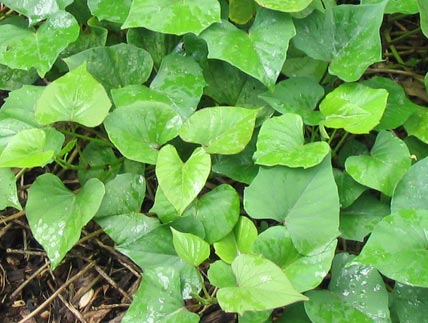 Kumara