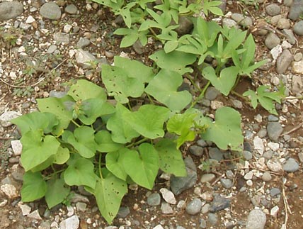 Kumara