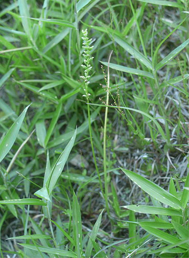 Microtis unifolia