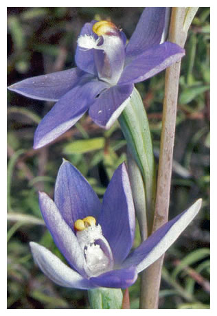 Thelymitra plla