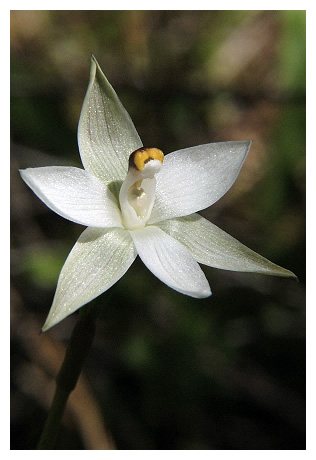 Thelymitra lngf