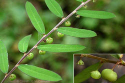 Phyllanthus