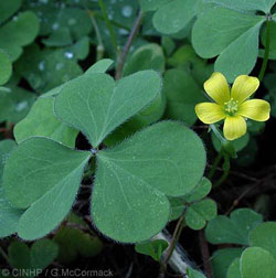 Oxalis-2