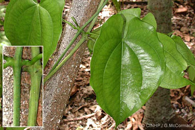 Dioscorea-1