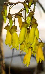 Kowhai