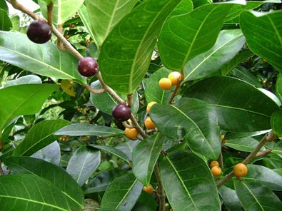 Ficus tinctoria