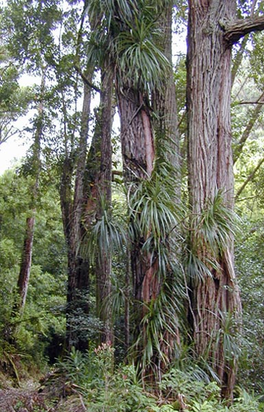 Ieie on Eucalyptus