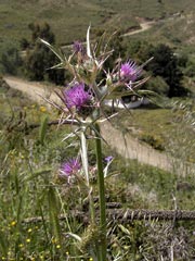 Syrian_Thistle