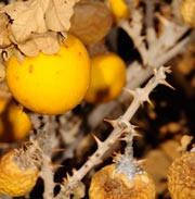 Solanum-Detail