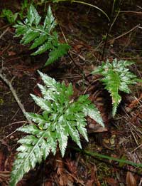 Asplenium