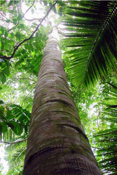 Tapa-Samoa