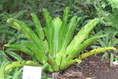 Asplenium nidum