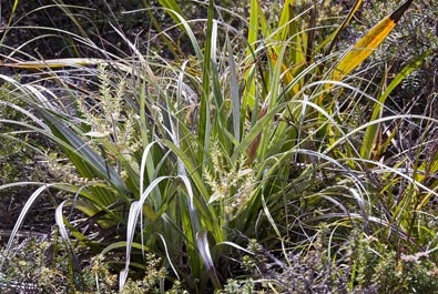 Astelia banksii