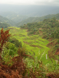 Rice terraces