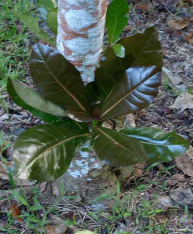 Tapa-Samoa