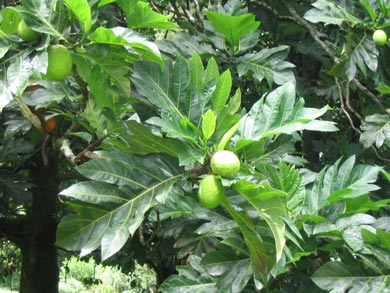 Artocarpus alitlis