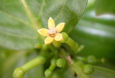 Cyclophyllum F;ower