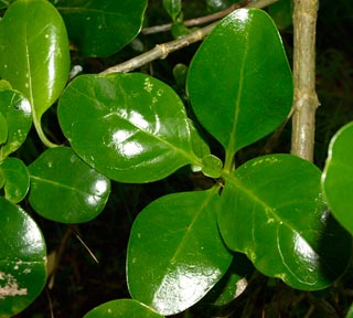 Coprosma repens