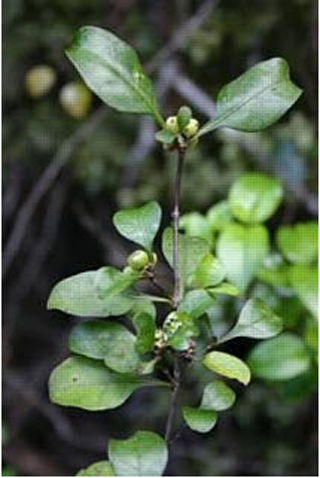 Coprosma arborea